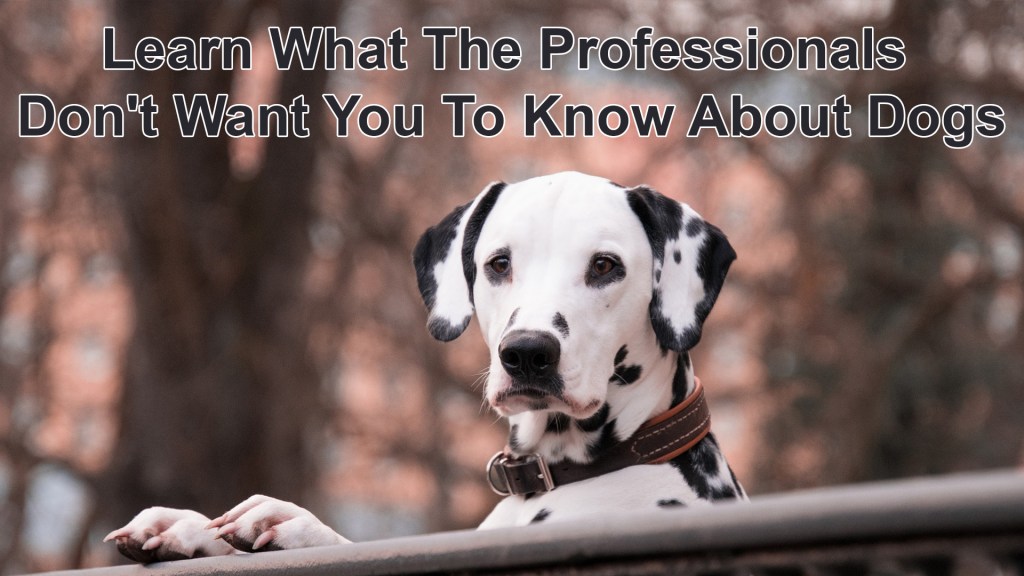 Learn What The Professionals Don't Want You To Know About Dogs